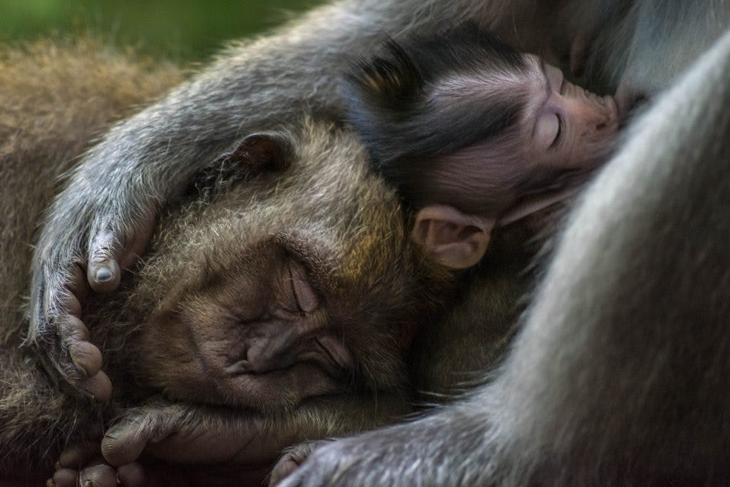 Trois macaques à longue queue (Macaca fascicularis) lors d'une chaude journée à Bali, en Indonésie. Photo : Tom Vierus.
