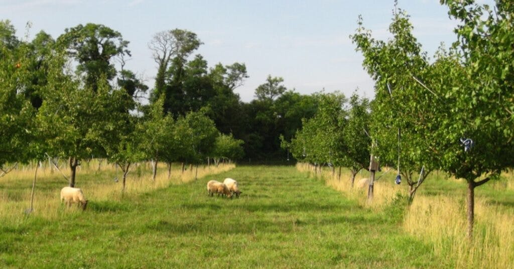 biodiversité ferme