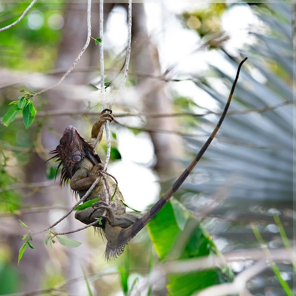 Un iguane vert grimpe sur des lianes. Photo : Patrick Nowotny.