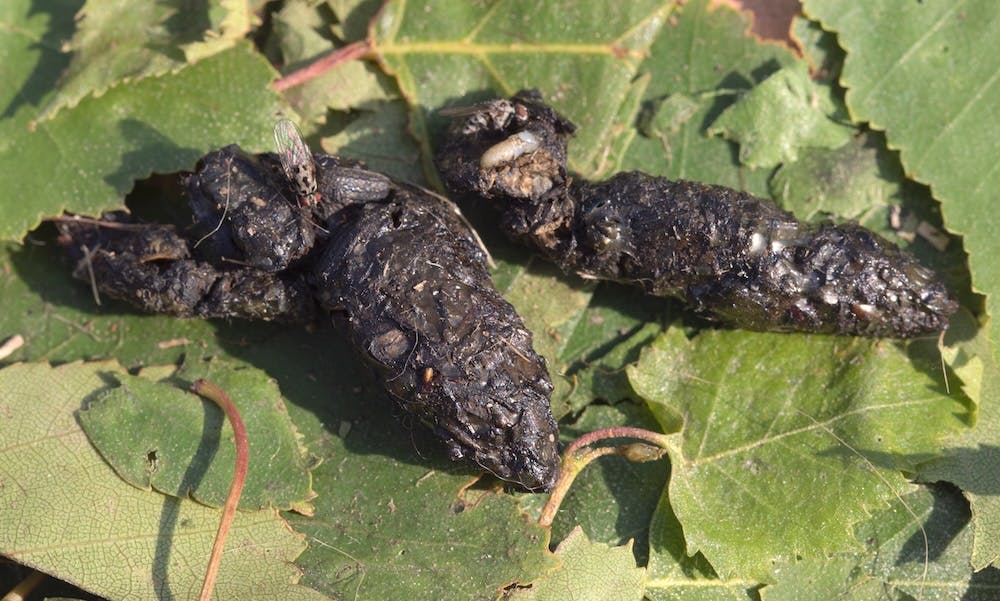 crottes hérisson