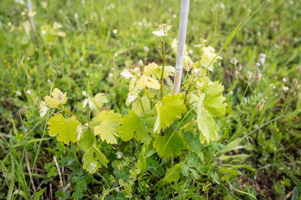 plant de vigne