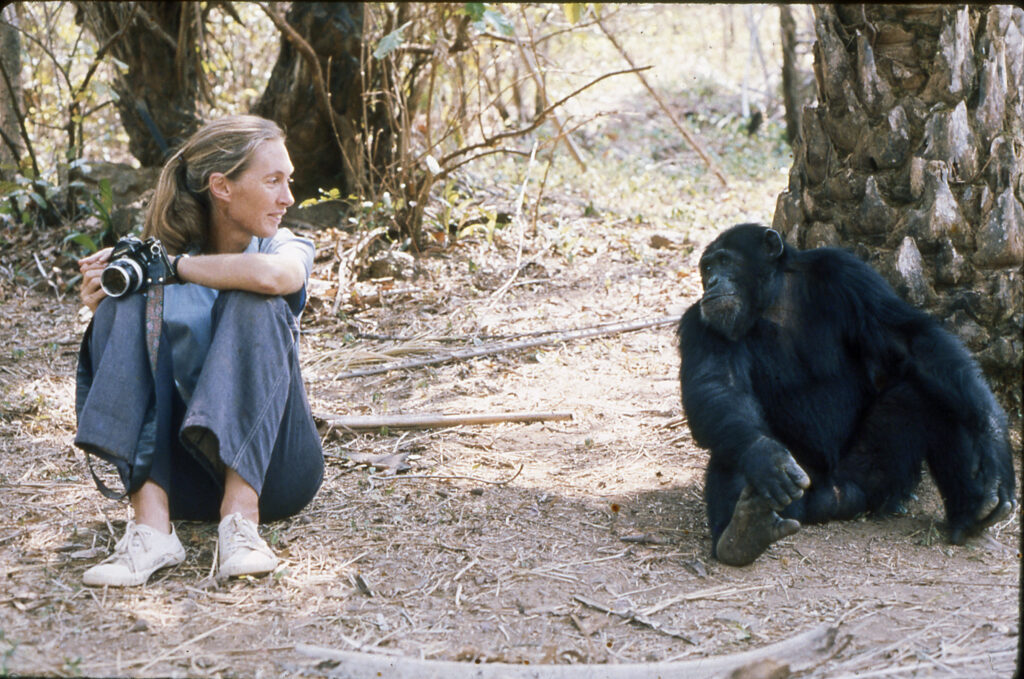 Jane Goodall et le chimpanzé Figan