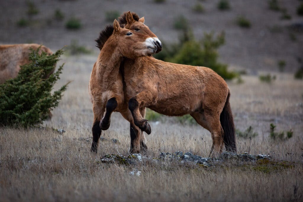 Chevaux sauvages de Przewalski