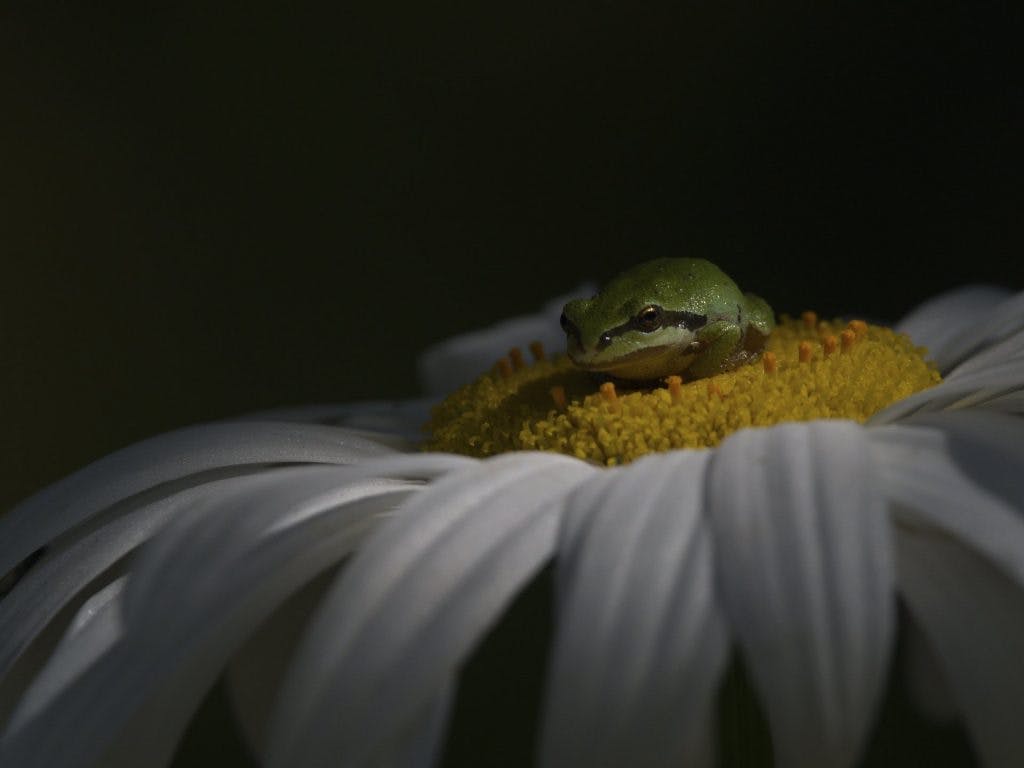 Une reinette du Pacifique photographiée sur une fleur. Photo : Shayne Kaye.