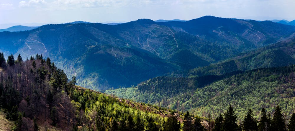 forêts en ukraine