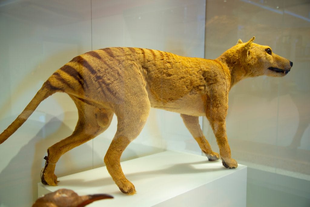 Un Thylacine, ou loup de Tasmanie, empaillé et exposé dans un musée. Crédit : Adwo / Shutterstock.