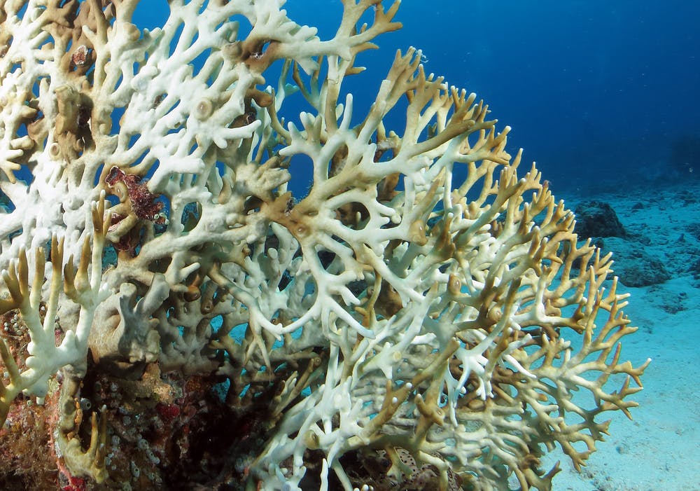 corail blanc