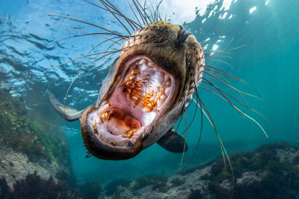 Un jeune lion de mer californien capturé sur le vif dans les îles Coronado à Baja California au Mexique. Photo : Celia Kujala.