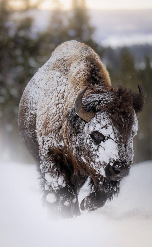 bison dans la neige