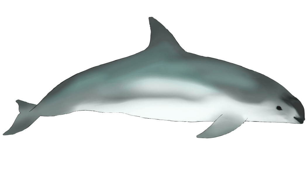 vaquita