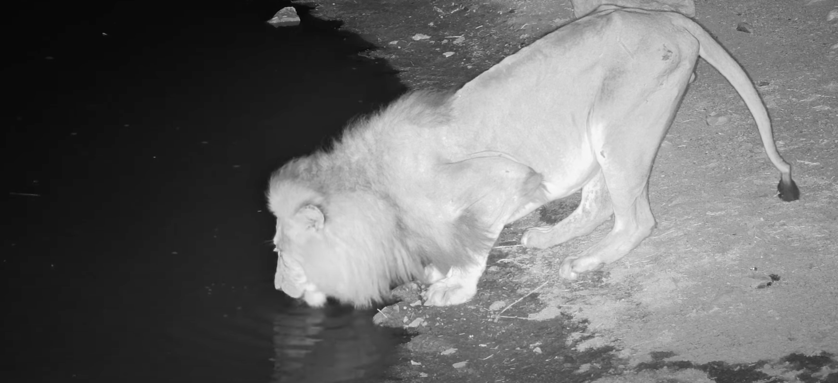 Lion buvant de l'eau pendant la nuit au bord d'un point d'eau sombre