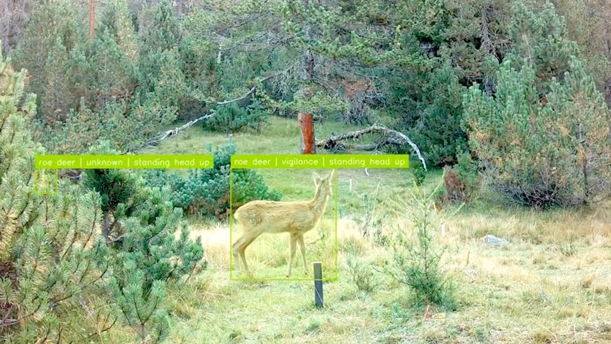 faune sauvage IA