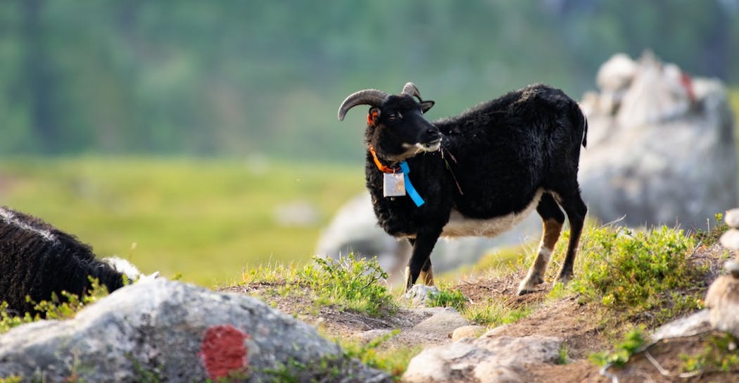 Chèvre noire avec un traqueur au cou debout sur un sentier de montagne rocheux