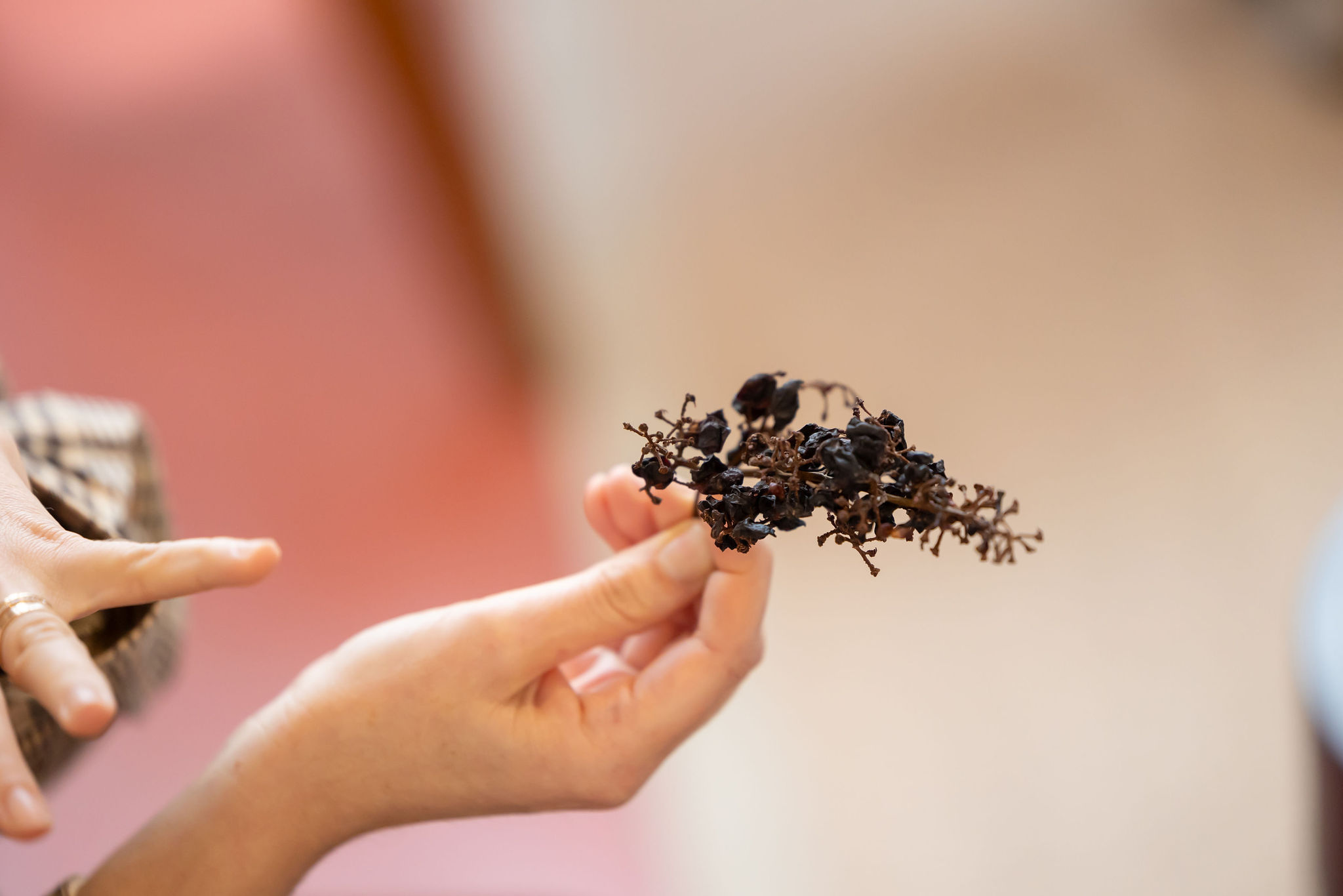 Main tenant une branche sèche avec des baies noires.