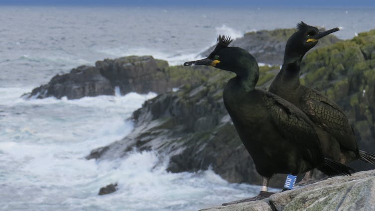 Deux cormorans huppés perchés sur un rocher face à l'océan agité.