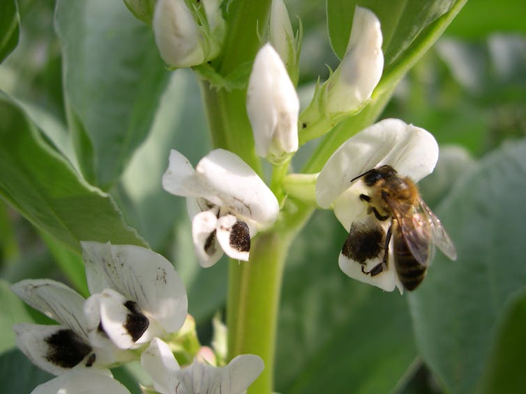 Abeille butinant une fleur blanche de fève en pleine journée.