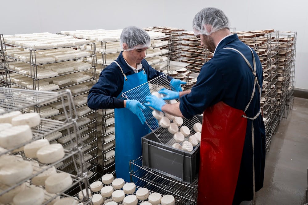 Deux employés manipulent des fromages dans une fromagerie, entourés d'étagères de maturation.