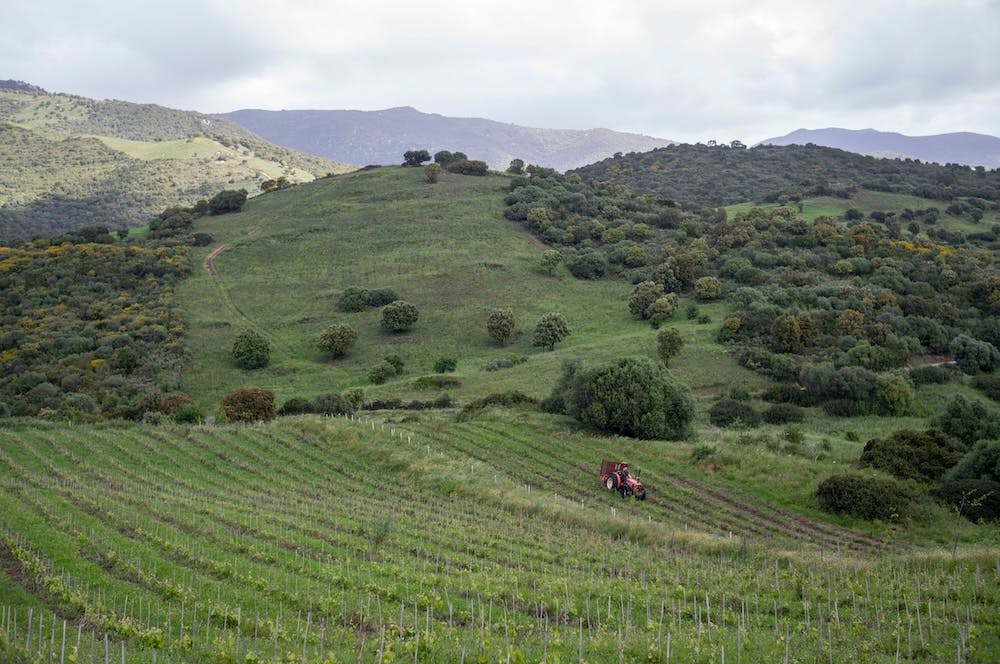 Paysage vallonné avec des vignes au premier plan et un tracteur rouge entre les rangées.