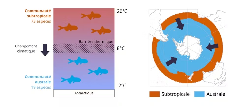 Barrière thermique séparant les communautés de poissons subtropicale et australe autour de l’Antarctique.