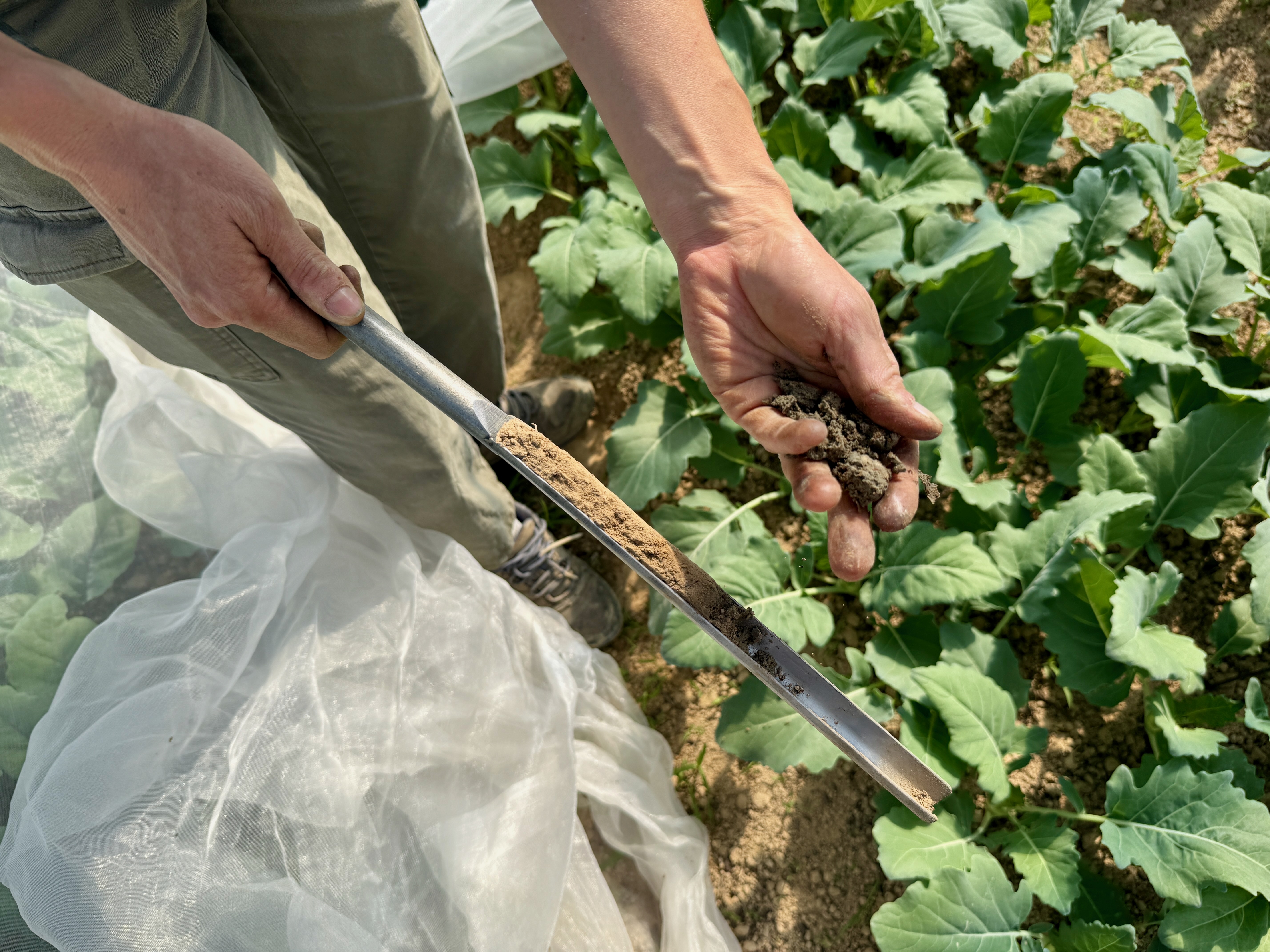 Analyse de sol dans un champ cultivé, avec outil de prélèvement et main tenant de la terre