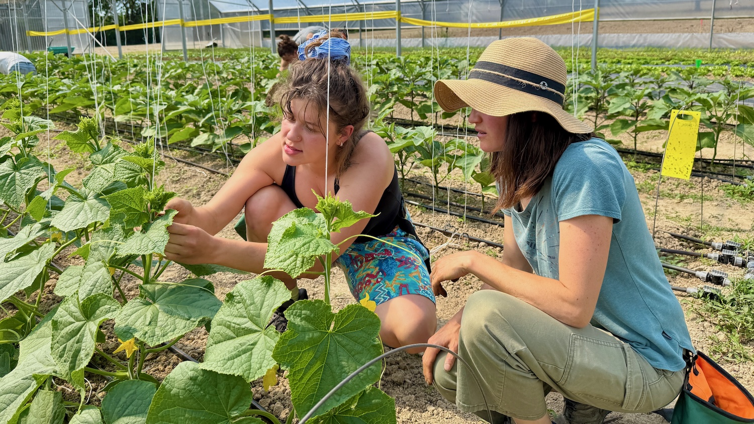 Deux femmes observent des plants de légumes dans une serre, en pleine discussion.
