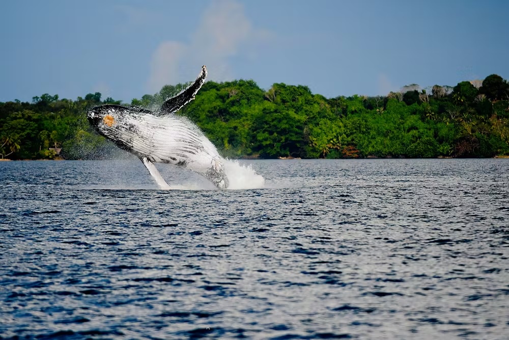 Baleine sautant hors de l’eau près d’une côte bordée de forêt tropicale