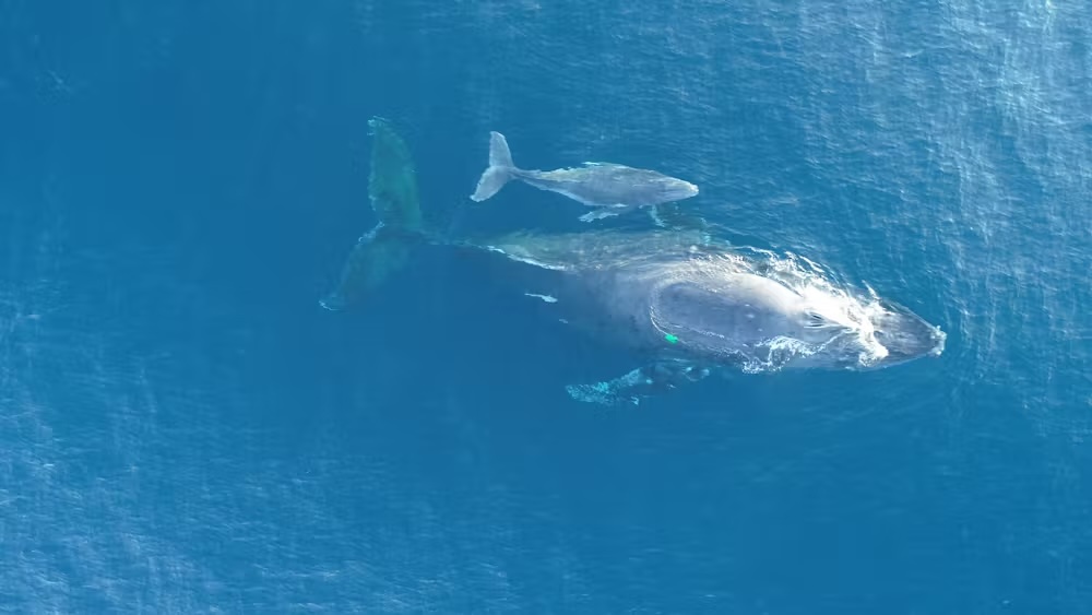 Baleine et son baleineau nageant côte à côte dans une eau bleue translucide.