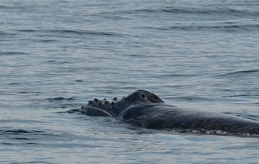 Baleine émergeant partiellement de l'eau à la surface de l'océan