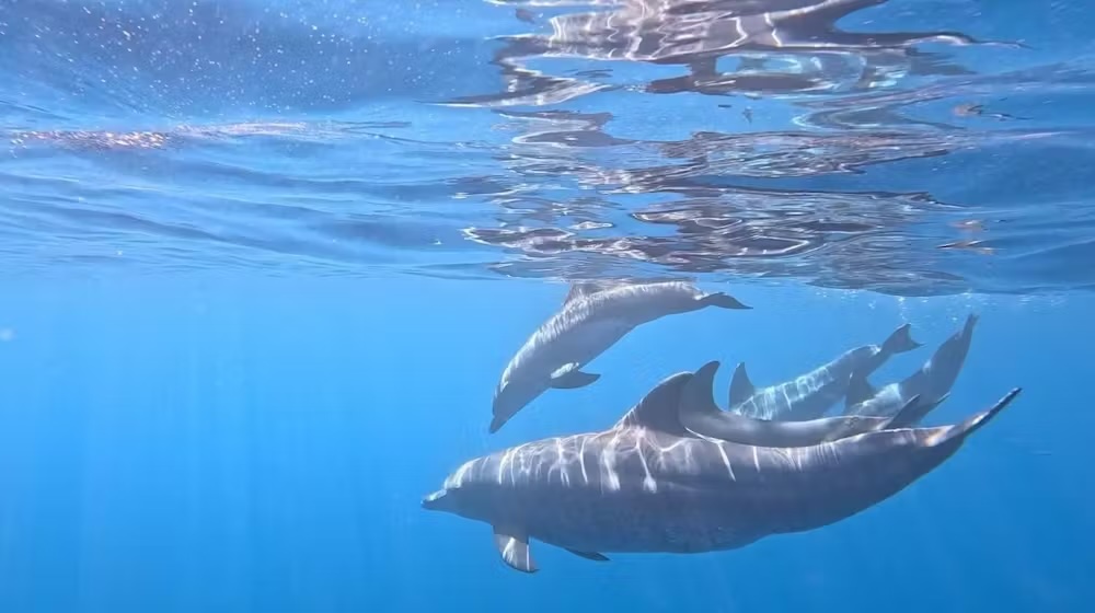 Groupe de dauphins nageant sous la surface de l’eau dans une mer claire et bleue