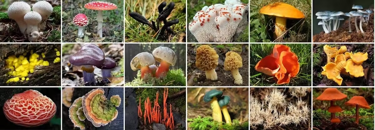 Douze espèces de champignons colorés et variés disposées en grille sur un sol forestier.
