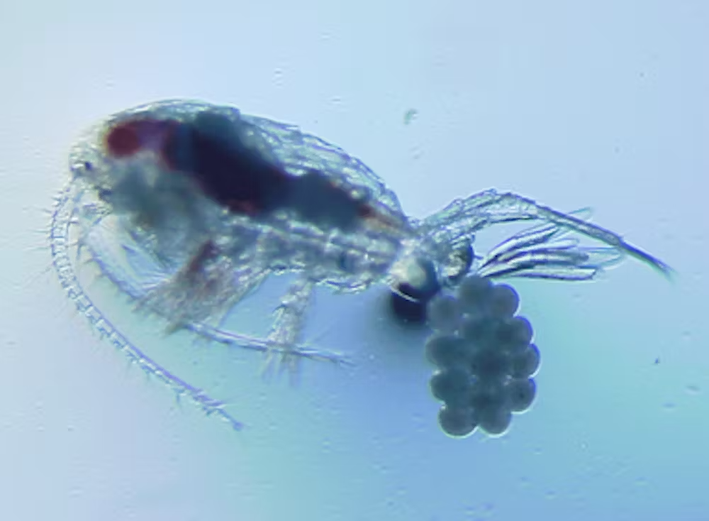 Copépode transparent portant une grappe d'œufs attachée à son corps sous l'eau.