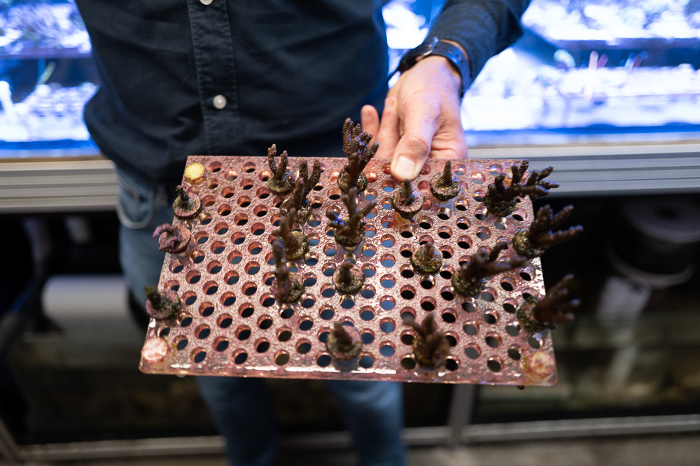 Plaque perforée contenant de jeunes coraux tenue par une personne devant un aquarium.