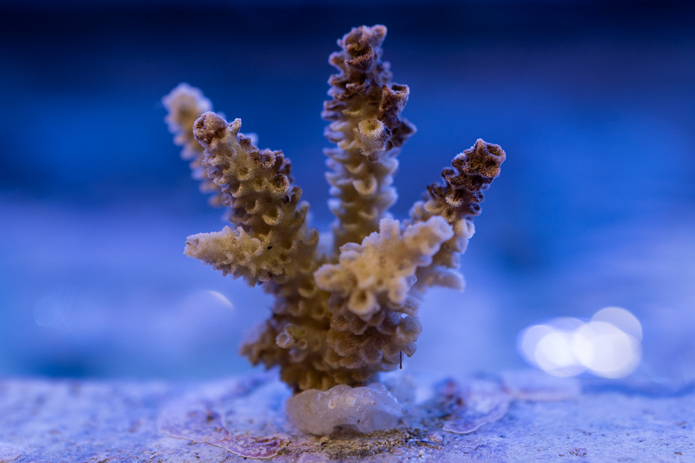 Corail ramifié posé sur un fond sablonneux sous l'eau avec une lumière bleutée