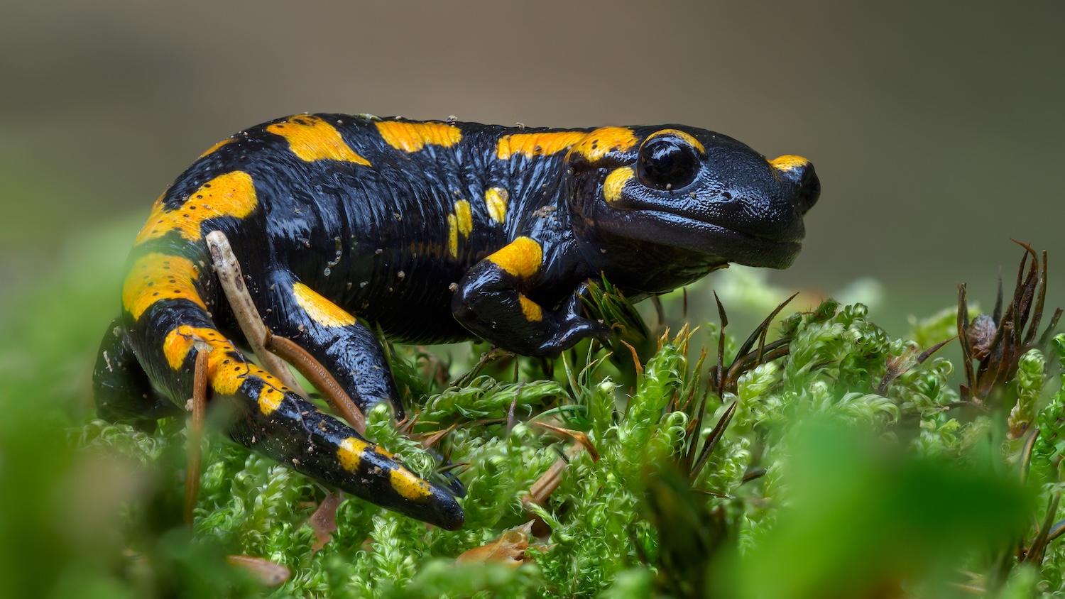Salamandre noire et jaune posée sur de la mousse verte en forêt