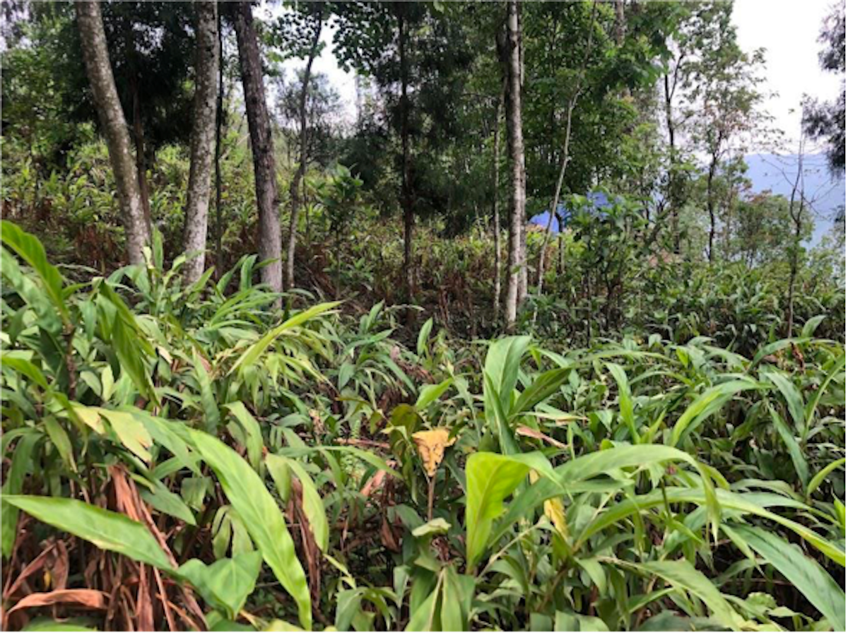 champ de cardamome en Inde