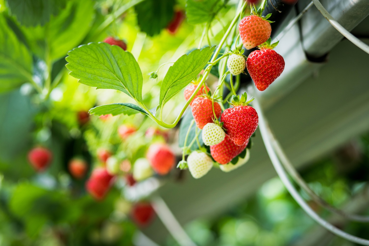 Fraises mûres et vertes poussant sur une plante en serre hydroponique
