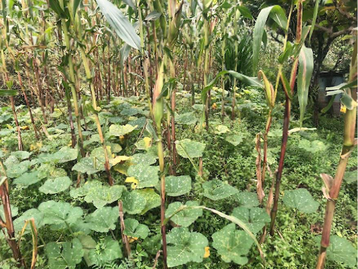 des plants de maïs et de courges associés dans un même champ.