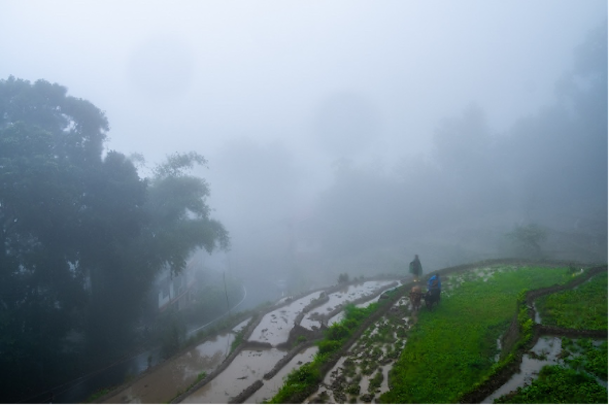 Paysans marchant dans des rizières en terrasses enveloppées de brouillard dense.