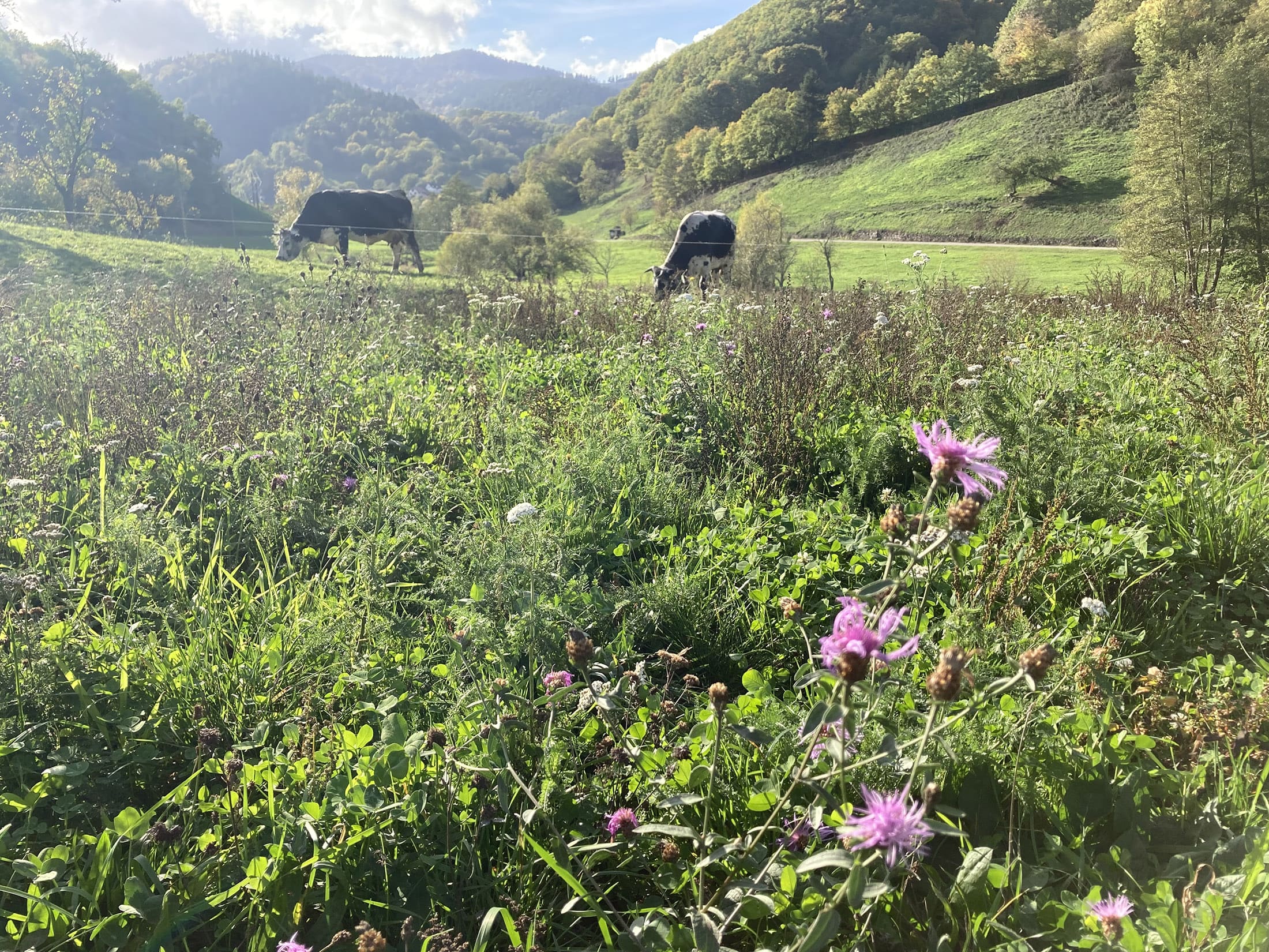 Une prairie mésophile de fauche et des vaches