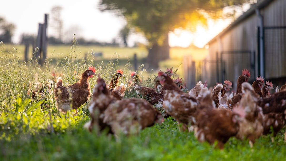 En 3 ans, 40 000 petites fermes ont disparu en France