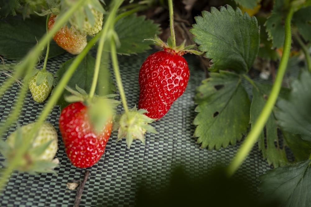 Deux fraises mûres accrochées à la plante parmi des feuilles vertes et des fruits immatures.