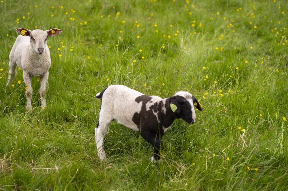 Deux agneaux dans un pré verdoyant parsemé de petites fleurs jaunes.