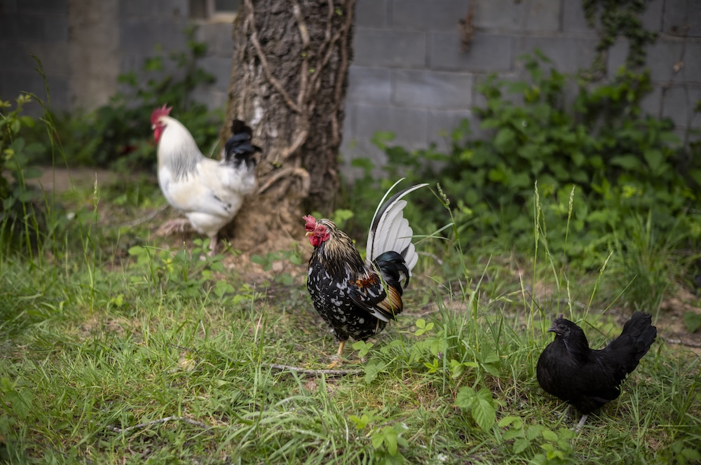 Trois poules de différentes couleurs picorent dans l'herbe près d'un arbre.