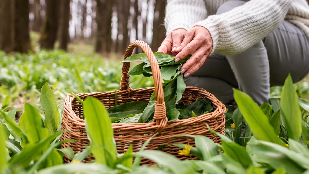 Les jardins-forêts, une autre manière de nourrir le monde