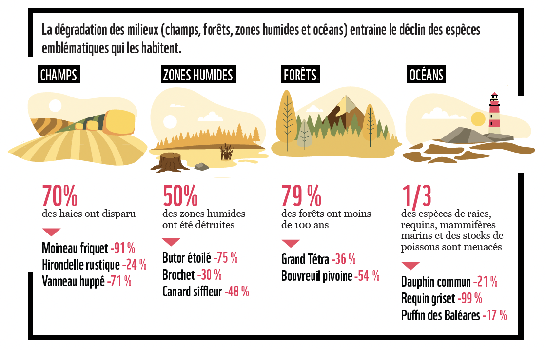 Infographie sur le déclin des espèces emblématiques selon différents milieux naturels en France.