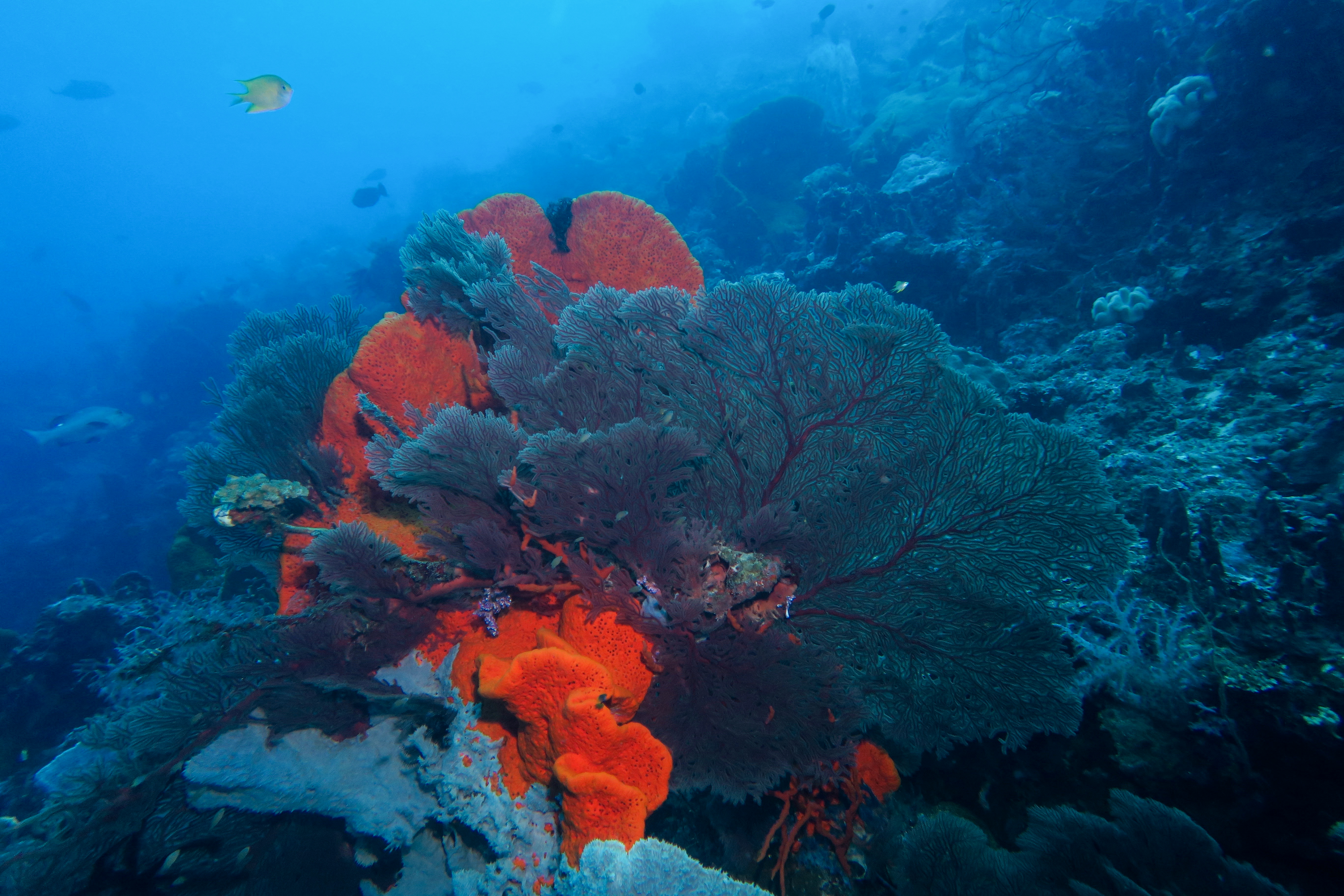 Coraux colorés sur un récif sous-marin dans une eau bleue claire.