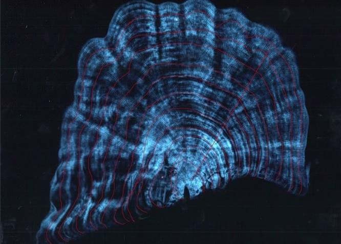 Image en fausses couleurs montrant les cernes de croissance d’un corail..