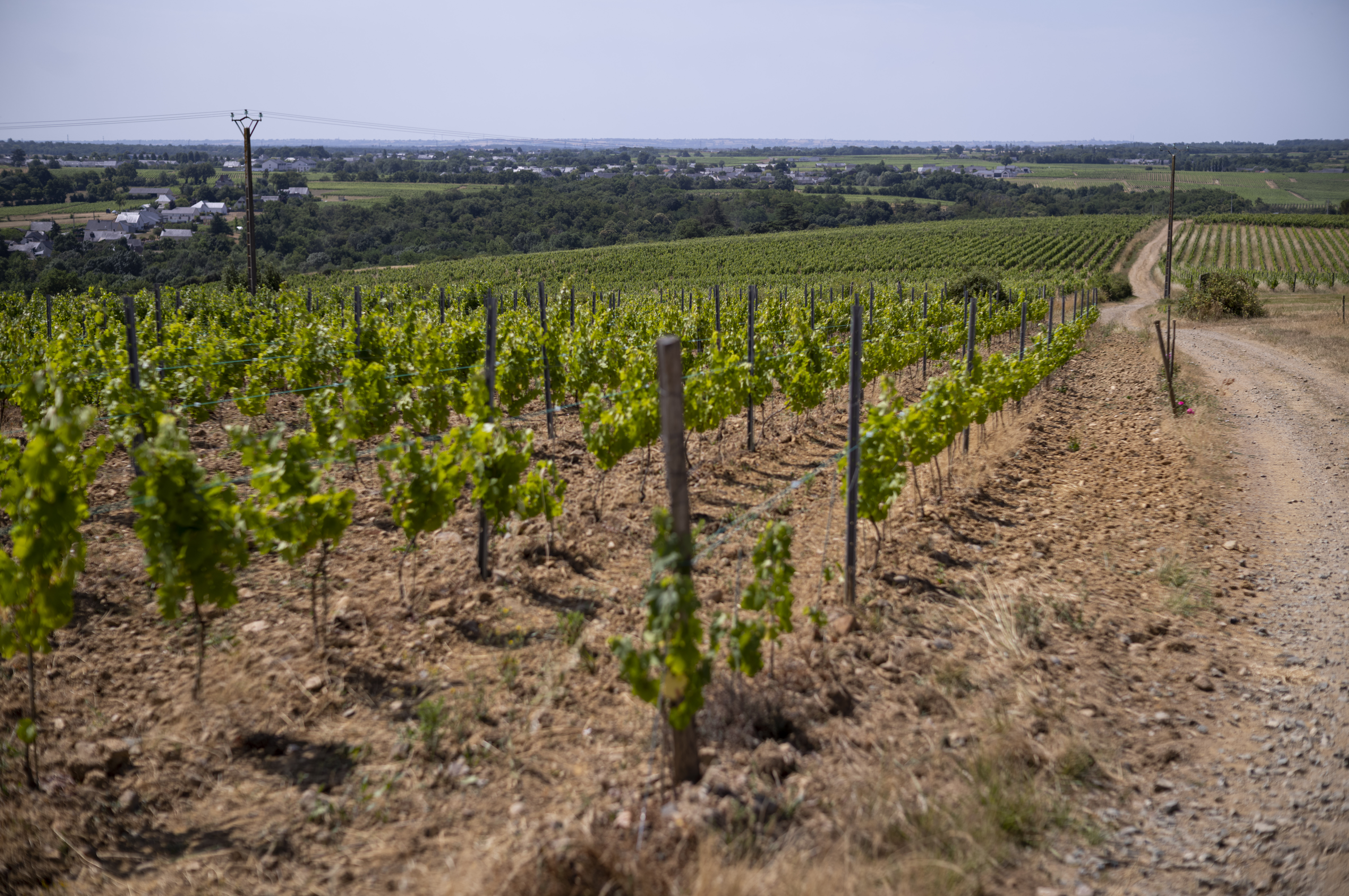 Vignes plantées sur des collines avec un chemin de terre traversant les rangées de ceps.
