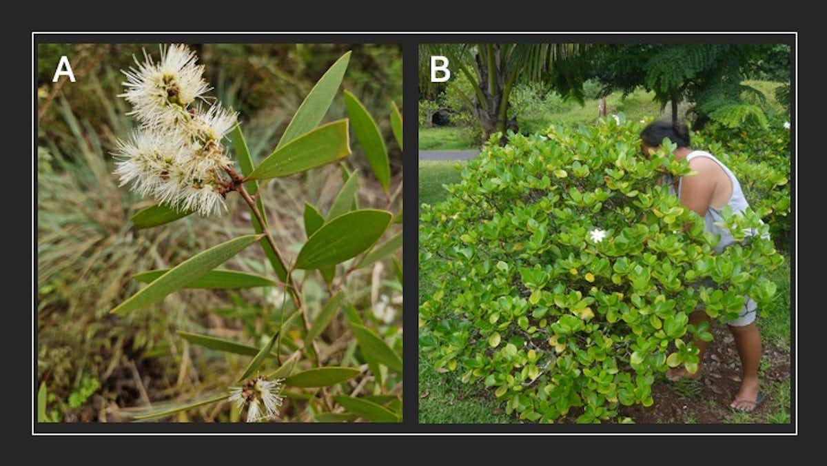 Fleur blanche en gros plan à gauche, personne examinant un buisson vert à droite.