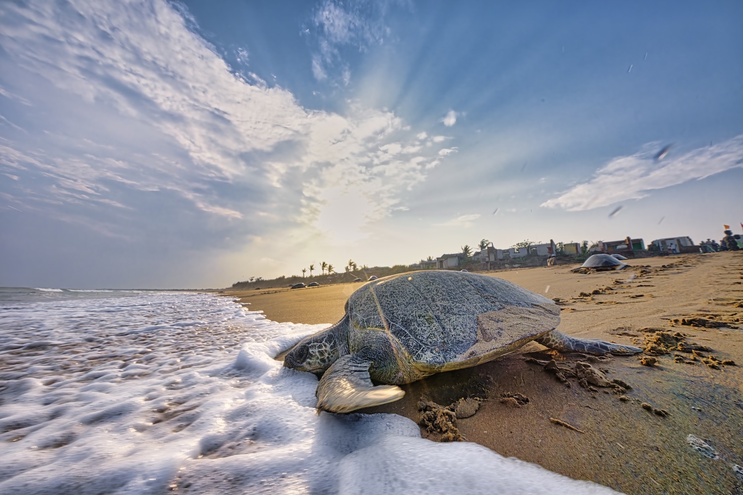 Tortue marine sur une plage au lever du soleil, près des vagues et des habitations.
